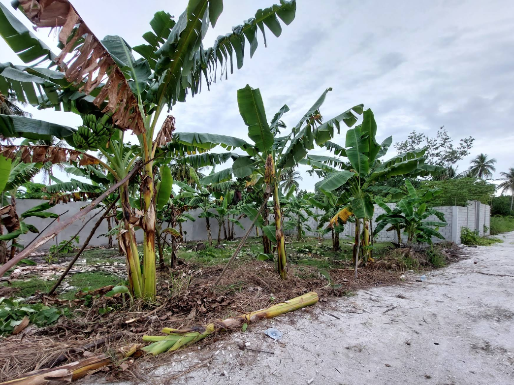 🌴 Prime main road Corner Land for Sale – L. Gan 🌴